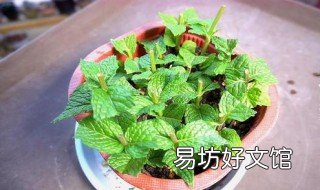 薄荷的繁殖方法是什么 薄荷的繁殖方法和注意事项
