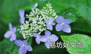 虎耳草如何分株栽培 虎耳草的种植方法和注意事项