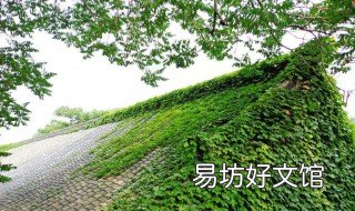 爬山虎如何进行种植 爬山虎如何进行种植的