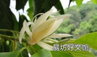 如何种植白兰花 怎么种植白兰花