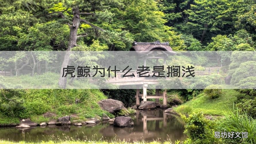 虎鲸为什么老是搁浅 虎鲸为什么会搁浅