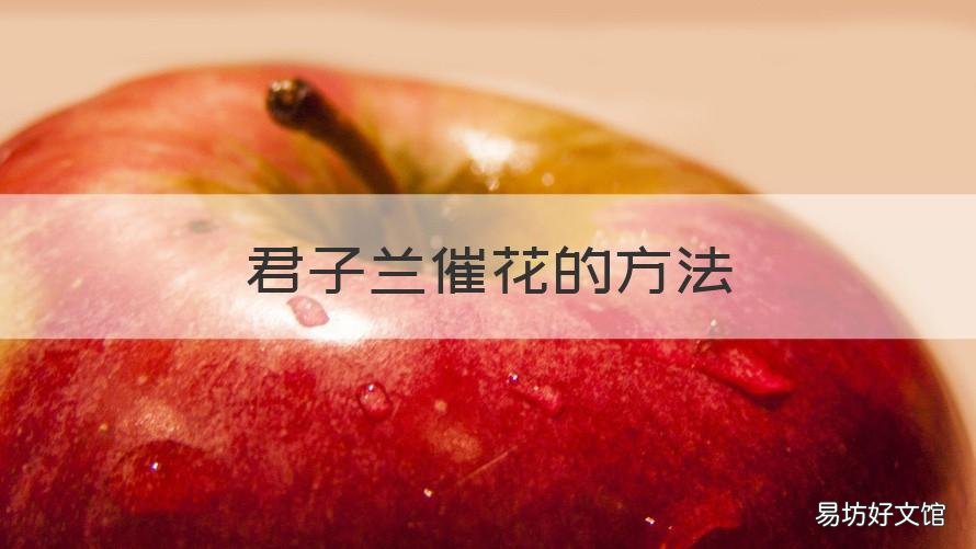 君子兰催花的方法 君子兰怎么催花剑
