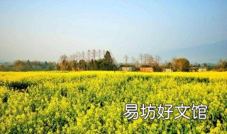 油菜花能钓鱼吗 油菜花能钓草鱼吗