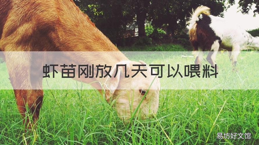 虾苗刚放几天可以喂料 刚下的虾苗怎么喂料