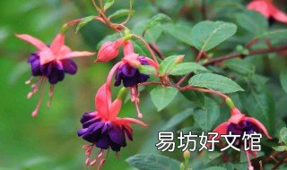 倒挂金钟种子何时播种 倒挂金钟接种子吗