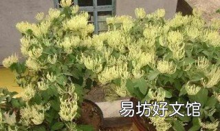 金银花如何繁殖 金银花可以用种子繁殖吗