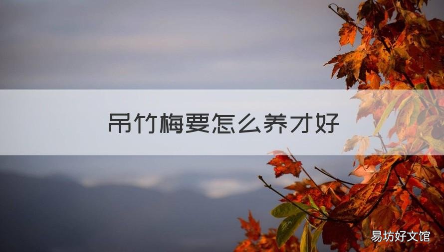 吊竹梅要怎么养才好 吊竹梅要怎么养才好活