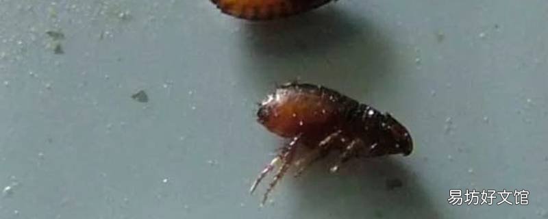跳蚤是什么样子 鸡身上的跳蚤是什么样子