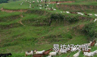 欧洲西部畜牧业特点 欧洲西部畜牧业发达的条件