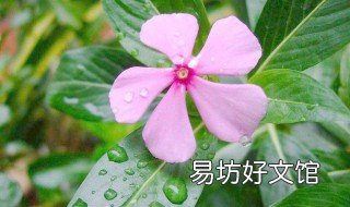 日日春可以种在室内吗 天天开在室内种行吗?