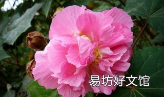 芙蓉可以在家养吗 芙蓉好养活吗