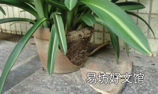君子兰换盆后多久浇水晒太阳 君子兰换盆后多久浇水晒太阳呢
