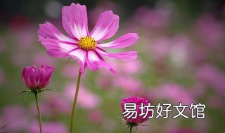 波斯菊种植方法 波斯菊种植方法图解
