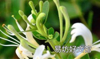 如何种植金银花 如何种植金银花种子