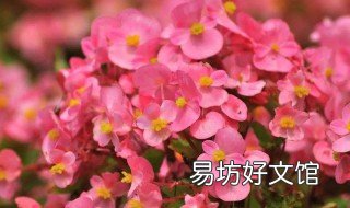 四季海棠如何养殖 四季海棠养殖视频