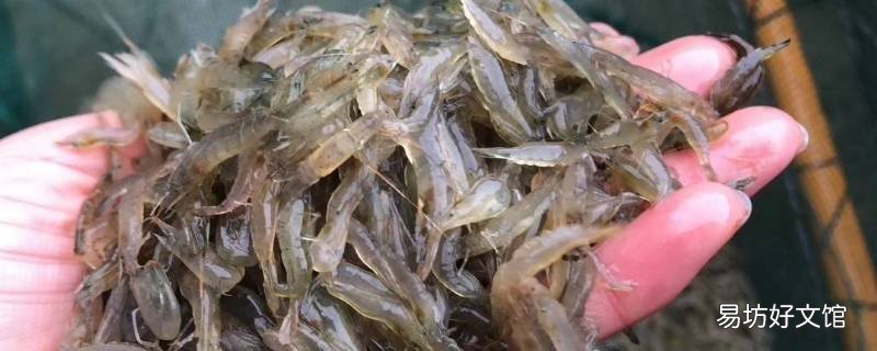 小虾米吃什么食物呢 小虾米吃什么?