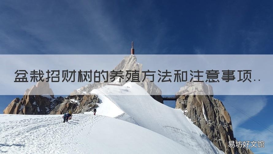 盆栽招财树的养殖方法和注意事项 招财树的养殖方法和注意事
