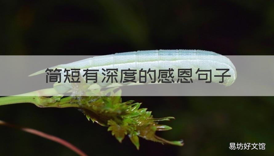 简短有深度的感恩句子 简短有深度的感恩句子图片