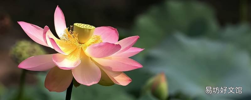 荷花被称为什么 荷花被称为什么级别称有什么什么
