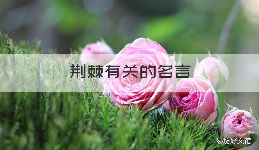 荆棘有关的名言 荆棘的古语