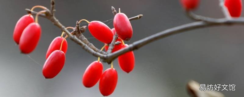 茱萸象征着什么 茱萸象征着什么意义