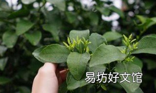 拉多美硫酸钾复合肥适用作物 拉多美大量元素水溶肥