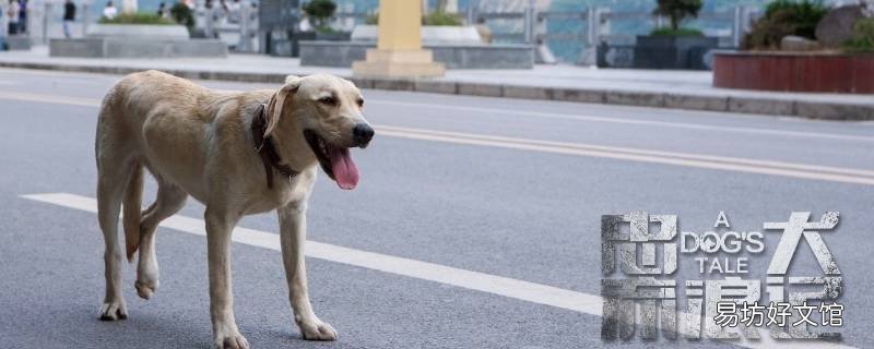 忠犬流浪记结局是什么 忠犬流浪记原型故事结局