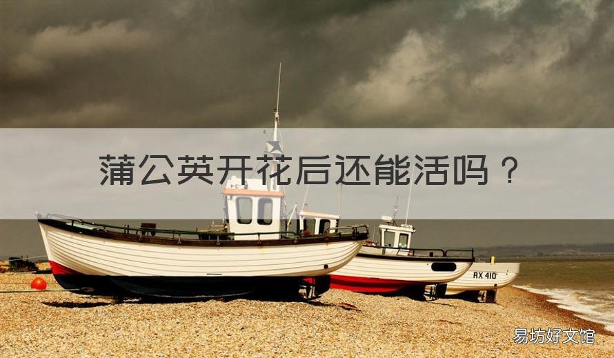 蒲公英开花后还能活吗 蒲公英种下去多久开花