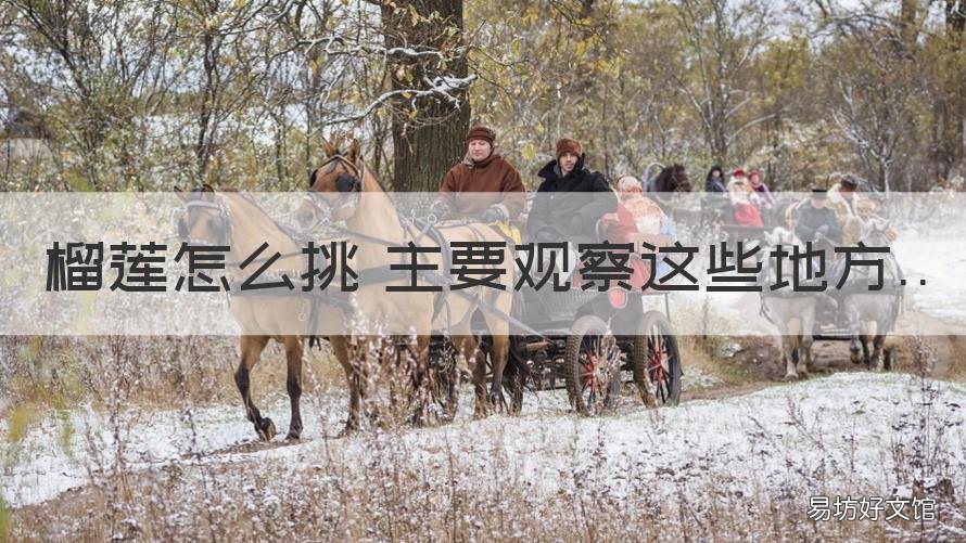 榴莲怎么挑 主要观察这些地方 榴莲,怎么挑