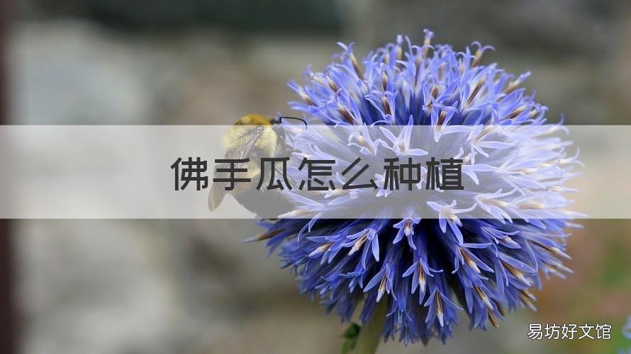 佛手瓜怎么种植 佛手瓜怎么种植大头朝下还是朝上