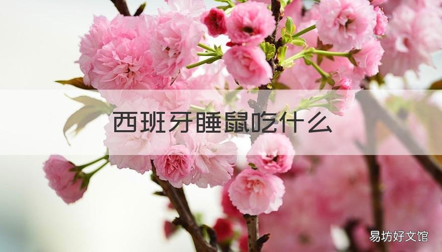 西班牙睡鼠吃什么 西班牙睡鼠吃什么水果