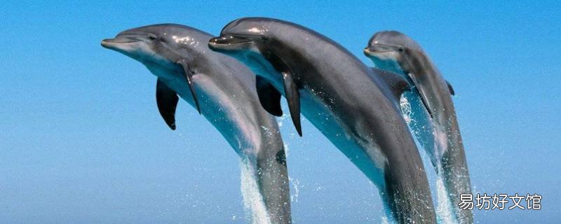 海豚多重 海豚多重 百度网盘