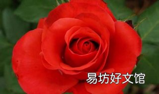 玫瑰代表什么意思 黄玫瑰代表什么意思