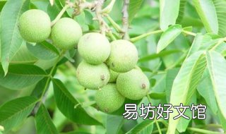 瓜熟蒂落水到渠成的意思 瓜熟蒂落:水到渠成类比