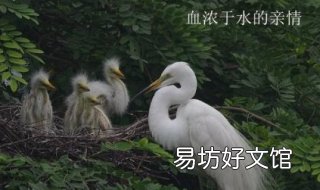血浓于水什么意思 血浓于水什么意思解释