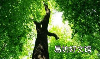 粗枝大叶的意思 粗枝大叶的意思指什么生肖