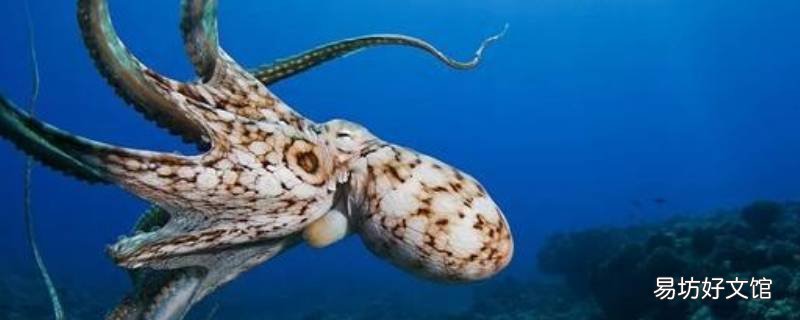 深海的恐怖生物 深海的恐怖生物图片