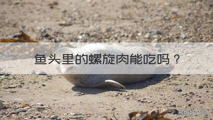 鱼头里的螺旋肉能吃吗 鱼头里的螺旋肉能吃吗?