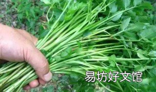 野生芹菜能吃吗 野芹菜可以生吃吗?