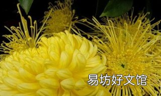 菊花是什么意思 梦见好多菊花是什么意思