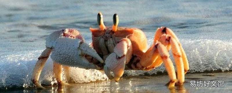 海蟹有寄生虫吗 海蟹的寄生虫吃了会怎样