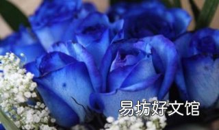 蓝色妖姬代表什么意思 男人送女人蓝色妖姬代表什么意思