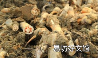 藕断丝连的意思 新型玻璃中藕断丝连的意思