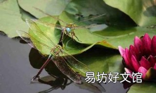 蜻蜓点水的意思 蜻蜓点水意思和造句