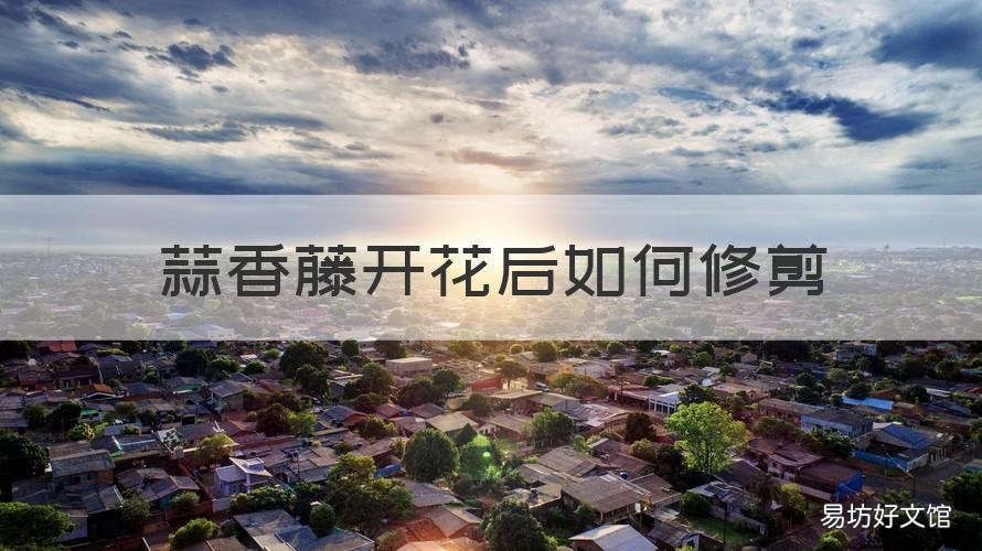 蒜香藤开花后如何修剪 蒜香藤开花后如何修剪图片