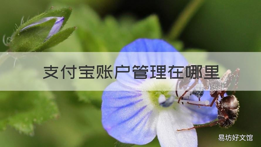 支付宝账户管理在哪里 支付宝账户管理在哪里找