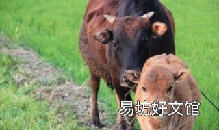 舐犊情深是什么意思 舐犊是什么意思