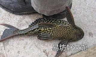 清道夫鱼为什么不能吃 清道夫鱼为什么不能吃双色球