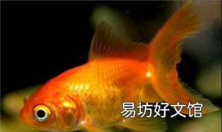 鱼为什么睁着眼睛睡觉 鱼为什么睁着眼睛睡觉100字