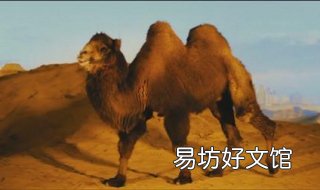 骆驼为什么在沙漠中不会眼睛里进入沙子?分享给大家 骆驼为什么在沙漠中不会渴死